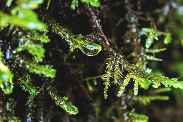 Foto gotas de agua en el musgo