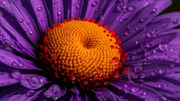 Foto gotas de agua en el penacho de textura púrpura