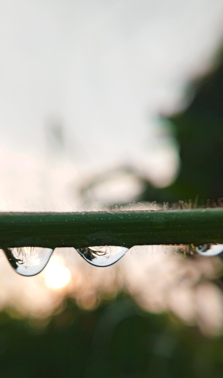 gotas de agua en una planta