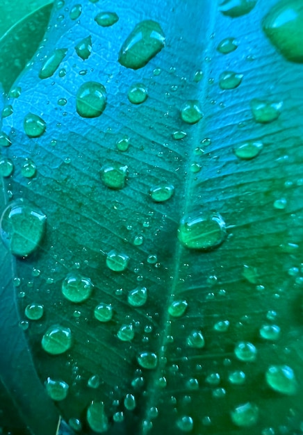 gotas de agua en un protector de pantalla macro de fondo de hoja verde