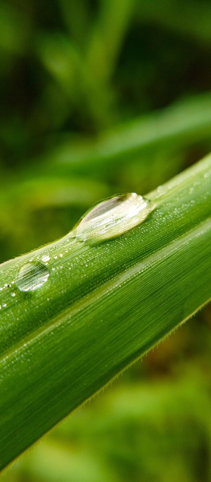 gotas de agua sobre una brizna de hierba