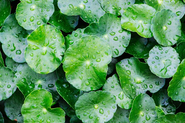 Foto gotas de agua sobre la centella asiatica.