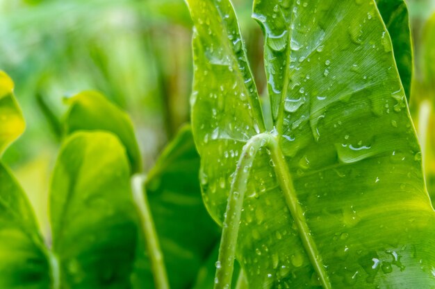 Gotas de agua sobre el concepto de temporada de lluvias de hojas verdes