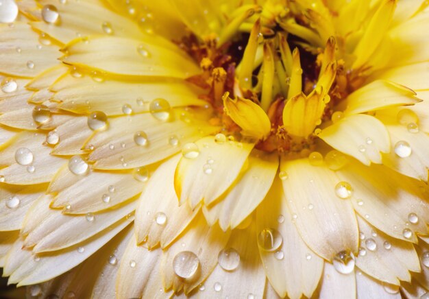 Gotas de agua sobre la flor amarilla, de cerca