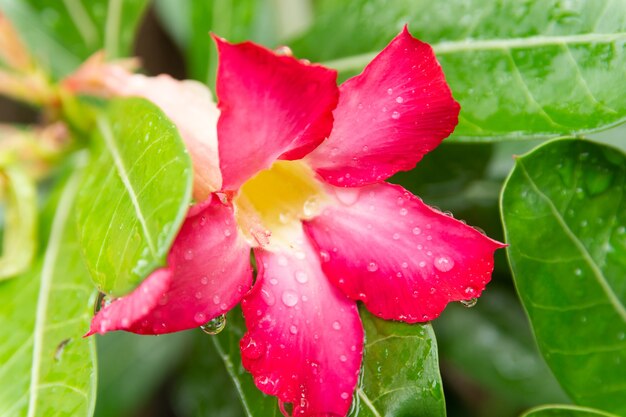 Gotas de agua sobre flores de Azalea en el jardín