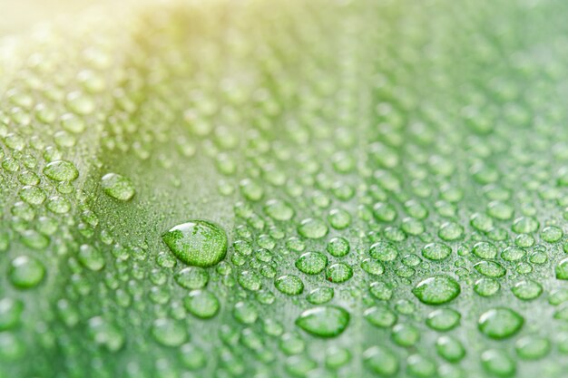 Gotas de agua sobre fondo de hoja de plátano con luz solar