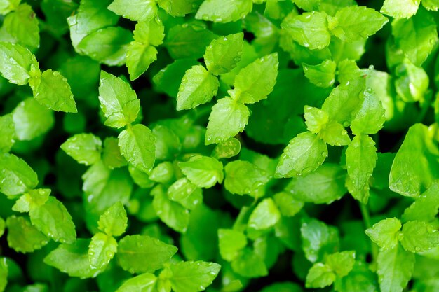 Gotas de agua sobre fondo de naturaleza de pureza de hoja verde