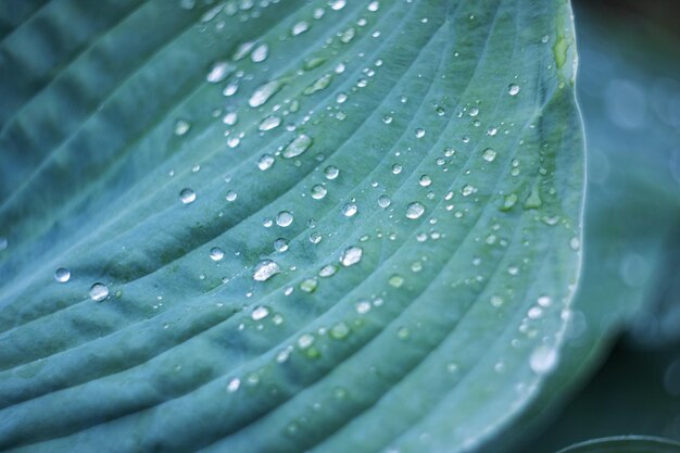 Gotas de agua sobre una gran hoja verde de una planta