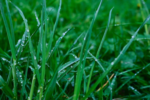 Gotas de agua sobre la hierba después de la lluvia primer plano enfoque selectivo Hierba de primavera en el bosque al atardecer