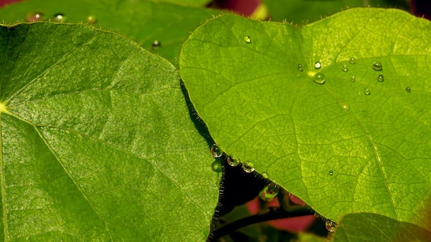 Gotas de agua sobre una hierba de gelatina verde deja en un día lluvioso