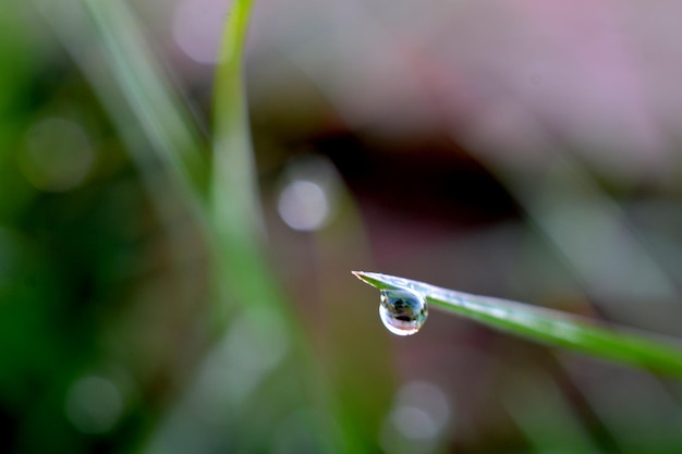 gotas de agua sobre la hierba verde por la mañana sin efecto