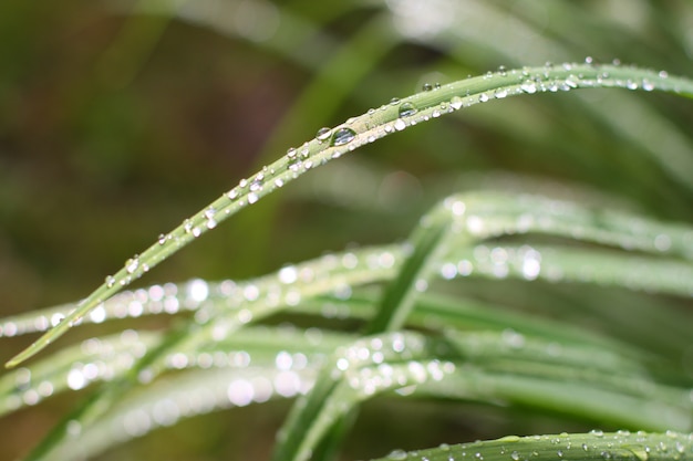 Gotas de agua sobre la hierba verde