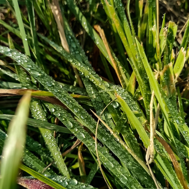 Foto gotas de agua sobre la hierba verde