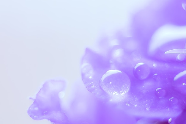 Gotas de agua sobre una hoja de flor