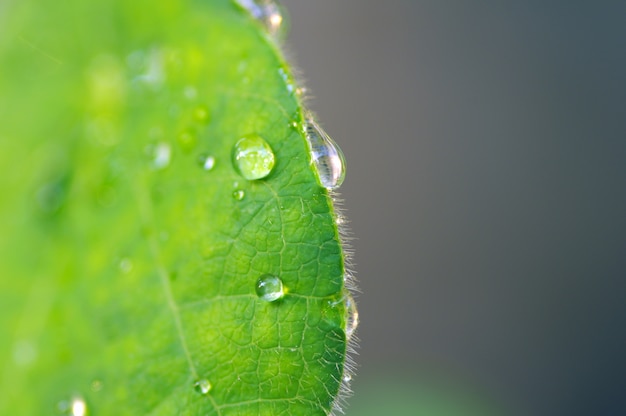 Gotas de agua sobre una hoja de gelatina verde