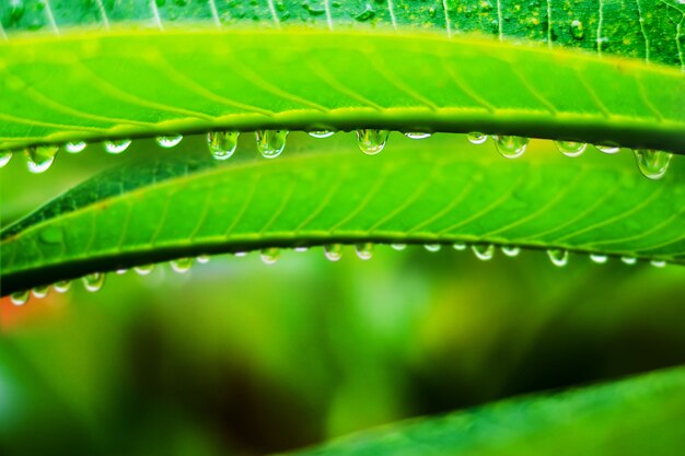 Gotas de agua sobre una hoja, hermoso fondo natural