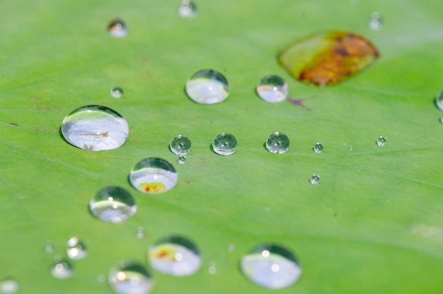 Gotas de agua sobre una hoja de loto, enfoque superficial