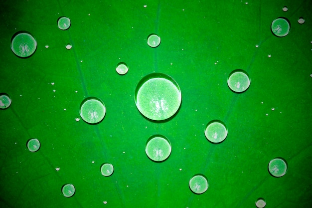 Gotas de agua sobre una hoja de loto es verde en la naturaleza