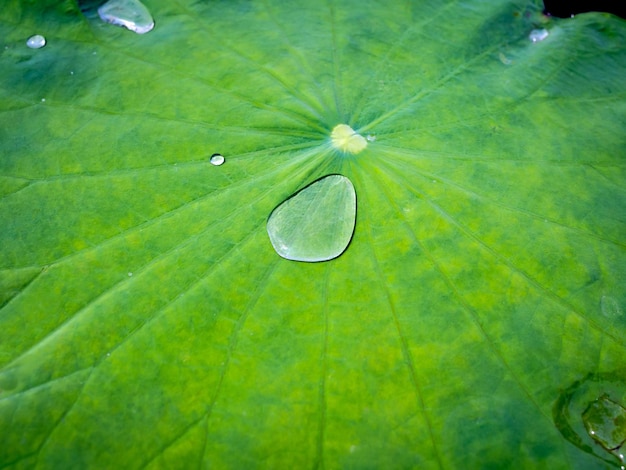 Gotas de agua sobre la hoja de loto verde