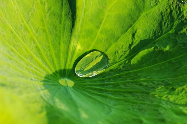 Gotas de agua sobre hoja de loto