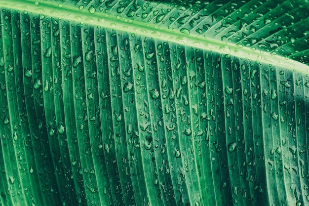 Gotas de agua sobre hoja de palma verde, fondo de naturaleza de pureza