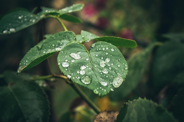 Gotas de agua sobre una hoja de rosa, después de un día lluvioso.