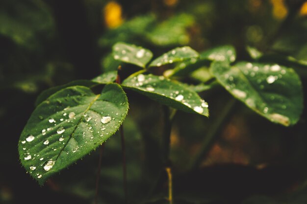 Gotas de agua sobre una hoja de rosa, después de un día lluvioso