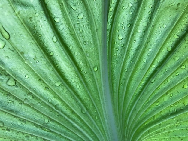 Gotas de agua sobre la hoja verde de fondo borroso