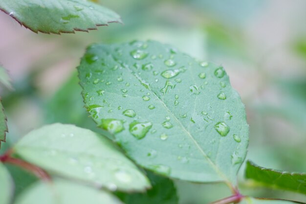 Gotas de agua sobre una hoja verde, hojas de rosa mojadas después de la lluvia