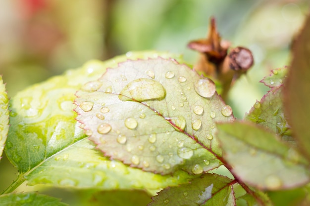 Gotas de agua sobre una hoja verde, hojas de rosa mojadas después de la lluvia