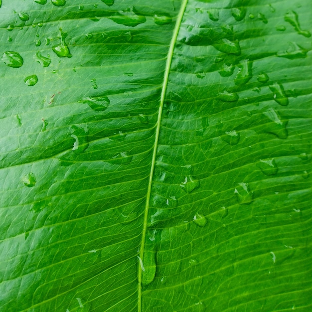 Gotas de agua sobre la hoja verde en la naturaleza