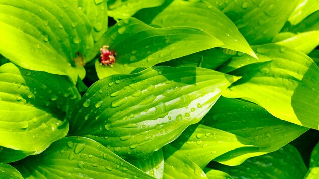 Gotas de agua sobre la hoja verde