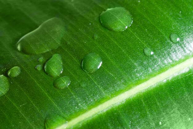 Gotas de agua sobre la hoja verde