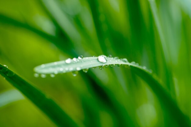 gotas de agua sobre la hoja verde