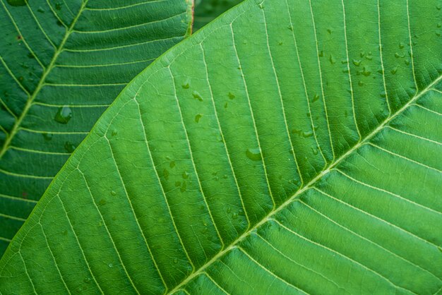 Gotas de agua sobre hoja verde