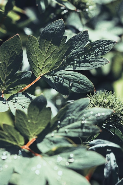 gotas de agua sobre la hoja verde