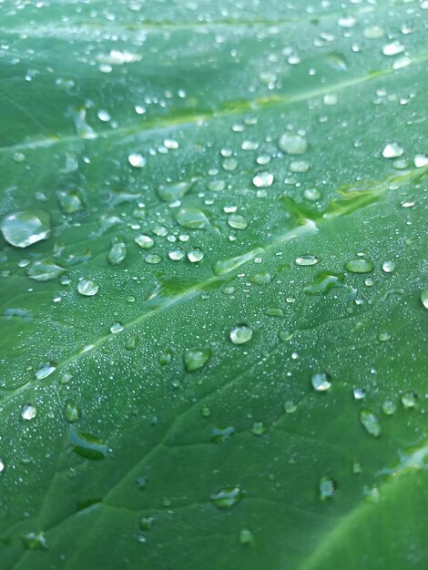 Foto gotas de agua sobre una hoja verde.