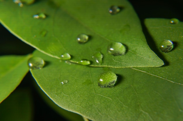 Gotas de agua sobre una hoja verde