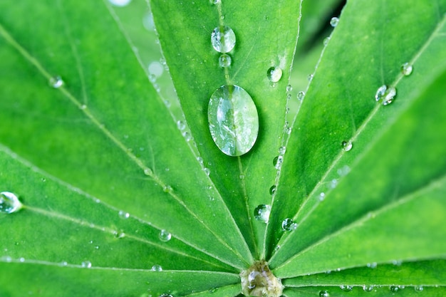 Gotas de agua sobre una hoja verde