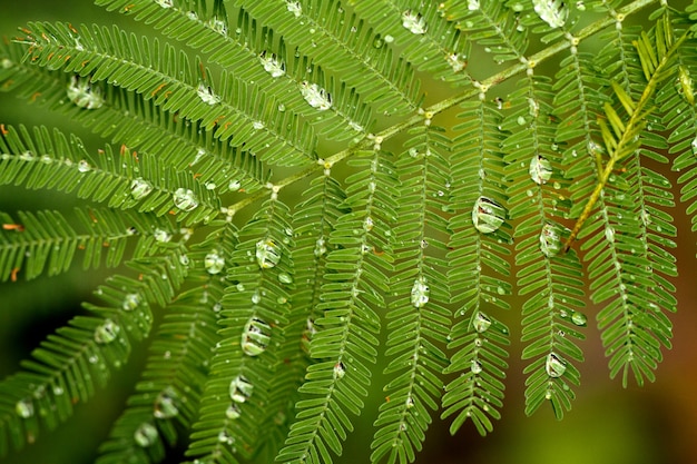 Gotas de agua sobre hoja