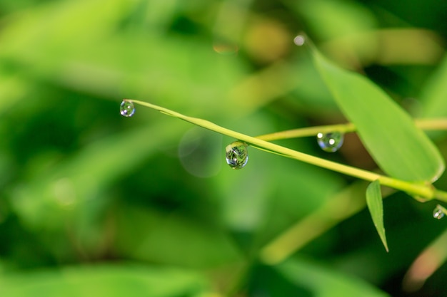 Gotas de agua sobre hojas de bambú