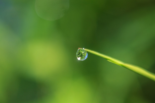 Gotas de agua sobre hojas de bambú