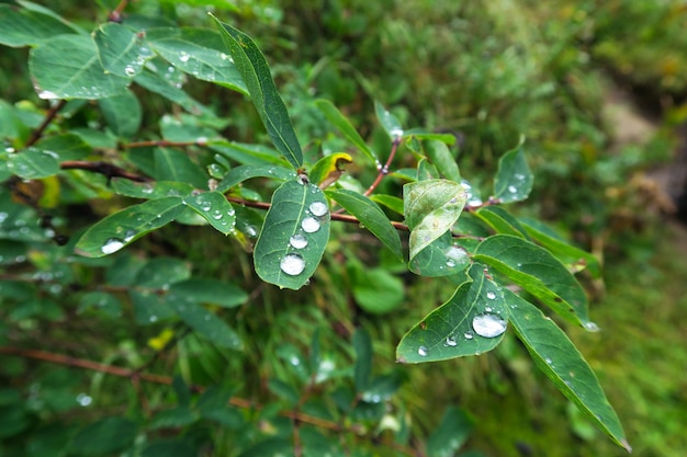 Gotas de agua sobre hojas de bosque. Naturaleza salvaje