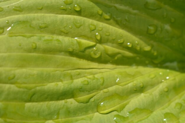 Gotas de agua sobre hojas de flores