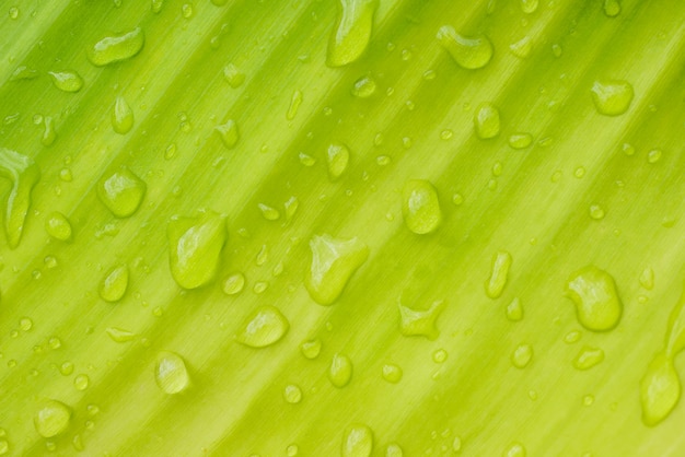 Gotas de agua sobre las hojas. fondo verde de la naturaleza