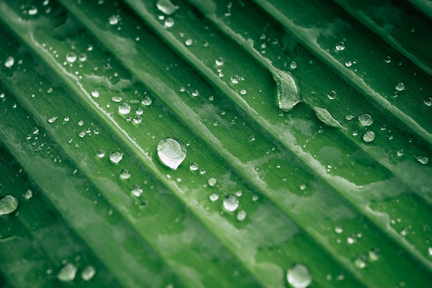 Gotas de agua sobre las hojas. naturaleza verde