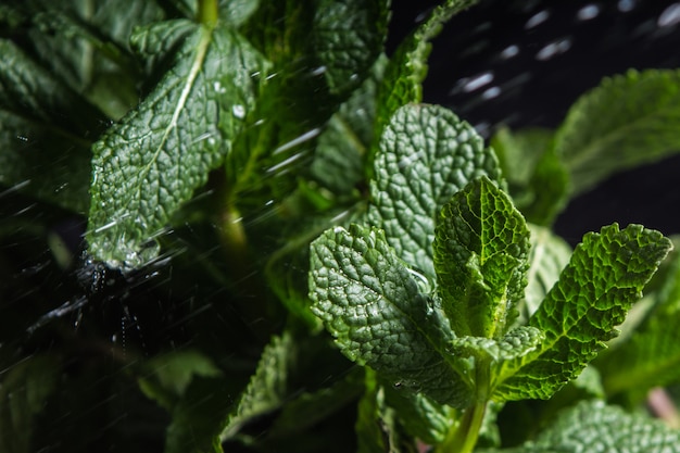 Gotas de agua sobre hojas de plantas verdes durante todo el año.