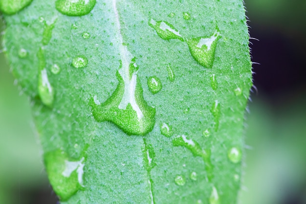 Gotas de agua sobre las hojas de las plantas.