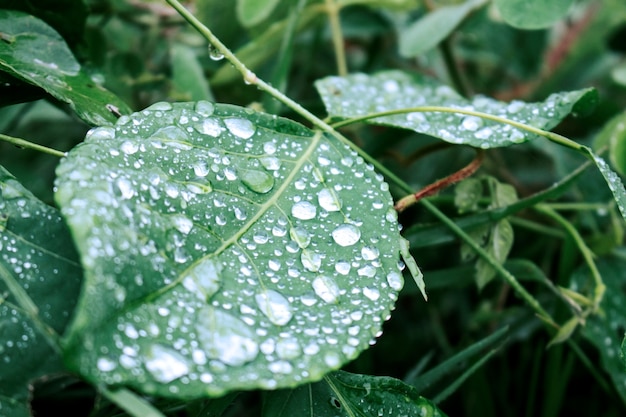 Gotas de agua sobre las hojas y refrescante en la temporada de lluvias.