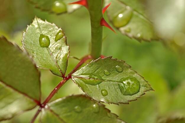 Gotas de agua sobre las hojas de un rosal